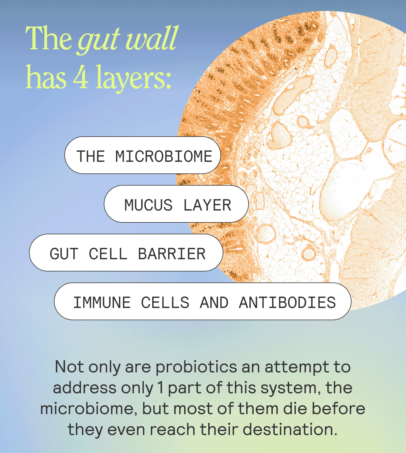 The Gut Wall Has 4 Layers  The microbiome Mucus layer Gut cell barrier Immune cells and antibodies   Not only are probiotics an attempt to address only 1 part of this system, the microbiome, but most of them die before they even reach their destination.